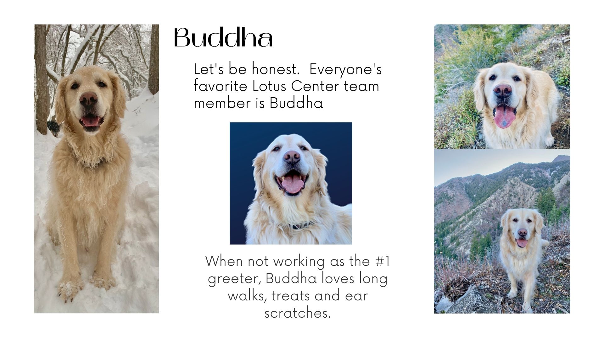 Buddha the dog