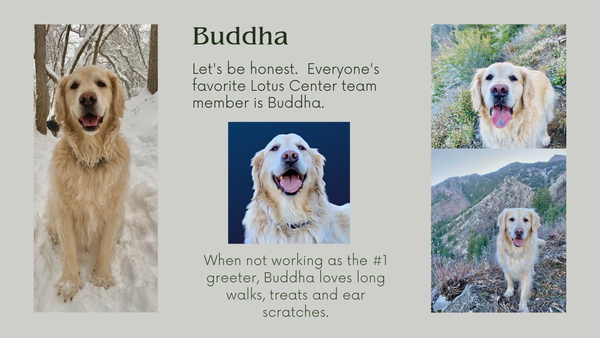 Buddha the dog bio