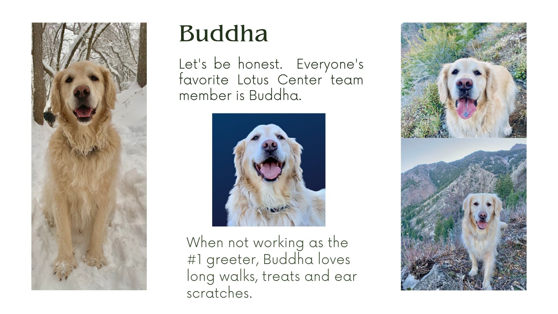 Buddha the dog bio
