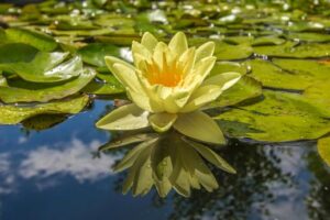 spiritual growth lotus