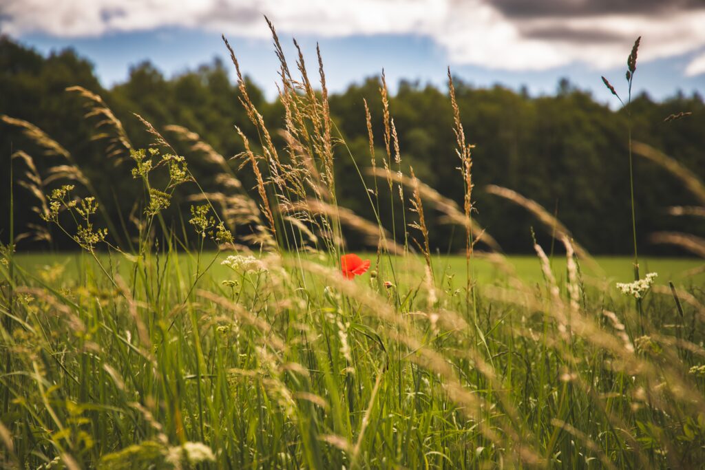 grief and loss through life transitions