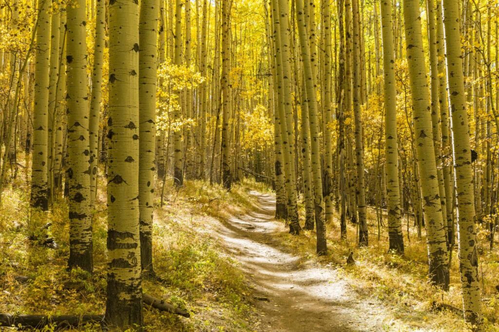 Life transitions and changes in identity